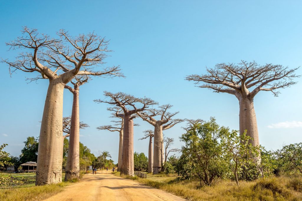 Нужно ли делать визу для поездки на Мадагаскар?